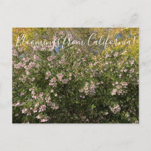 Bloomings from California: Manzanita Postcard
