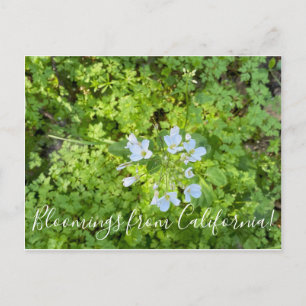 Bloomings from California: Milk Maids Postcard