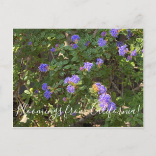 Bloomings from California: Mountain Lilac Postcard