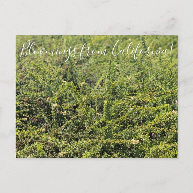 Bloomings from California: Nicolas Chamise Postcar Postcard (Front)