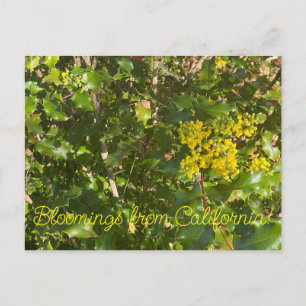 Bloomings from California: Oregon Grapes Postcard
