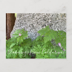 Bloomings from California: Pacific Bleeding Heart Postcard