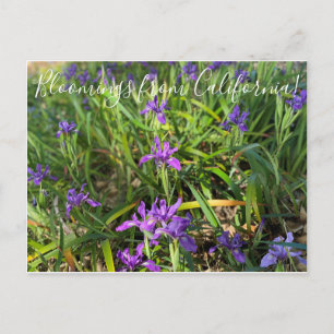 Bloomings from California: Pacific Coast Iris Post Postcard