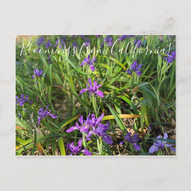 Bloomings from California: Pacific Coast Iris Post Postcard (Front)