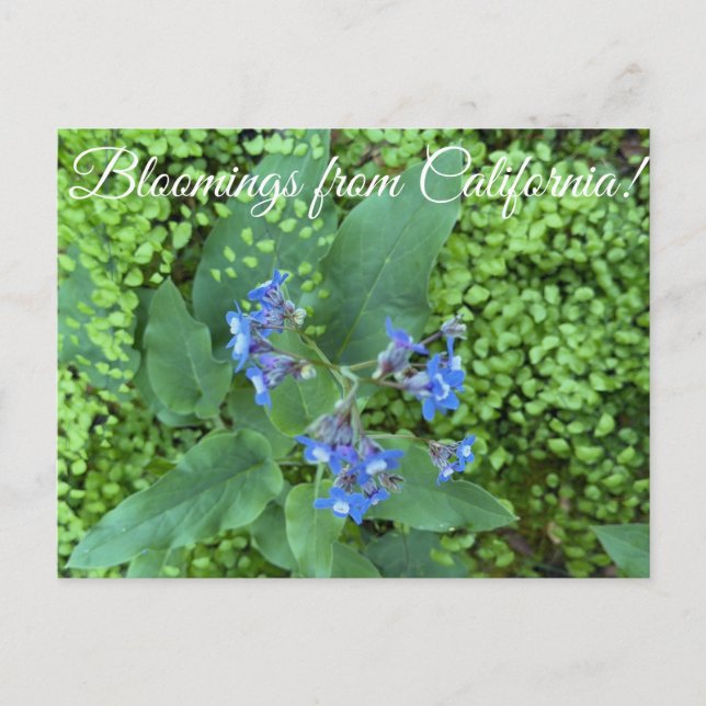 Bloomings from California: Pacific Hound’s Tongue  Postcard (Front)