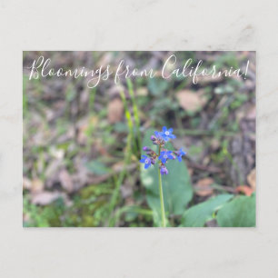 Bloomings from California: Pacific Hound’s Tongue  Postcard