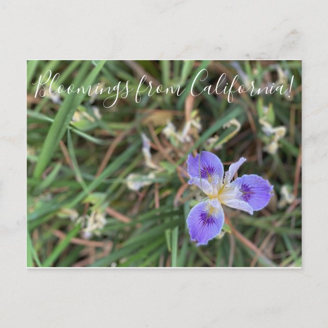 Bloomings from California: Pacific Iris Sea Gal Postcard (Front)