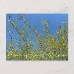 Bloomings from California: Palo Verde Postcard