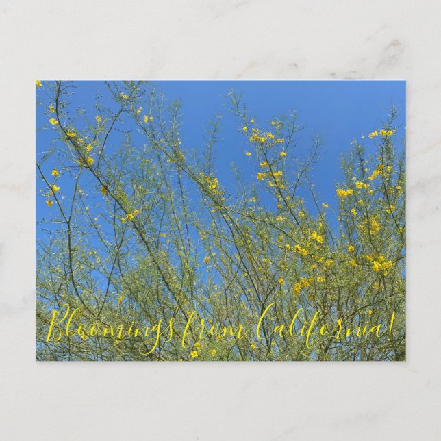 Bloomings from California: Palo Verde Postcard (Front)