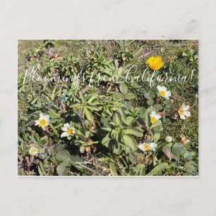 Bloomings from California! Postcard