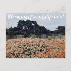 Bloomings from California! Postcard