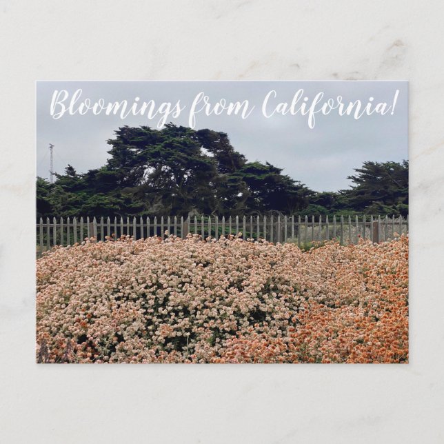 Bloomings from California! Postcard (Front)
