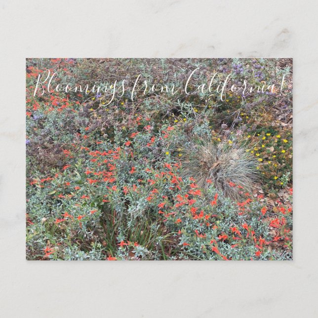 Bloomings from California: Primary Colours Postcard (Front)