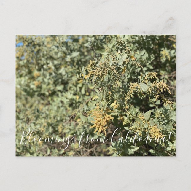 Bloomings from California: Quail Bush Postcard (Front)