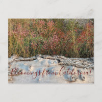 Bloomings from California: Red-flowered Buckwheat