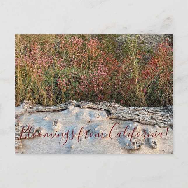 Bloomings from California: Red-flowered Buckwheat Postcard (Front)