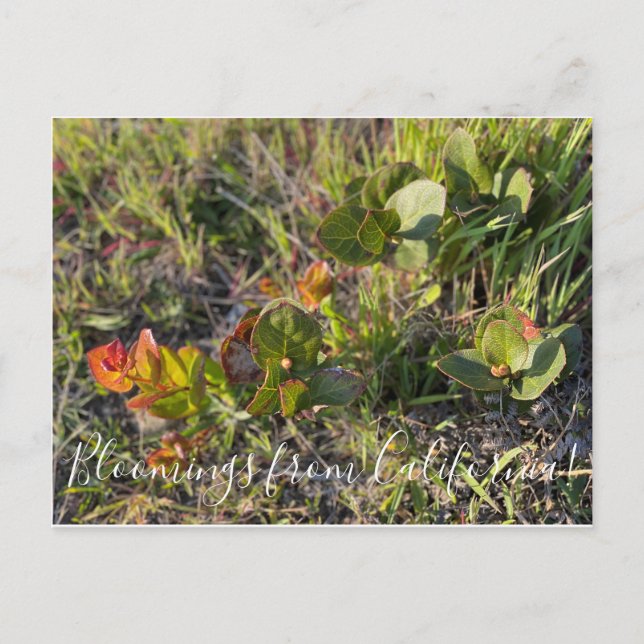 Bloomings from California!: Salal Postcard (Front)