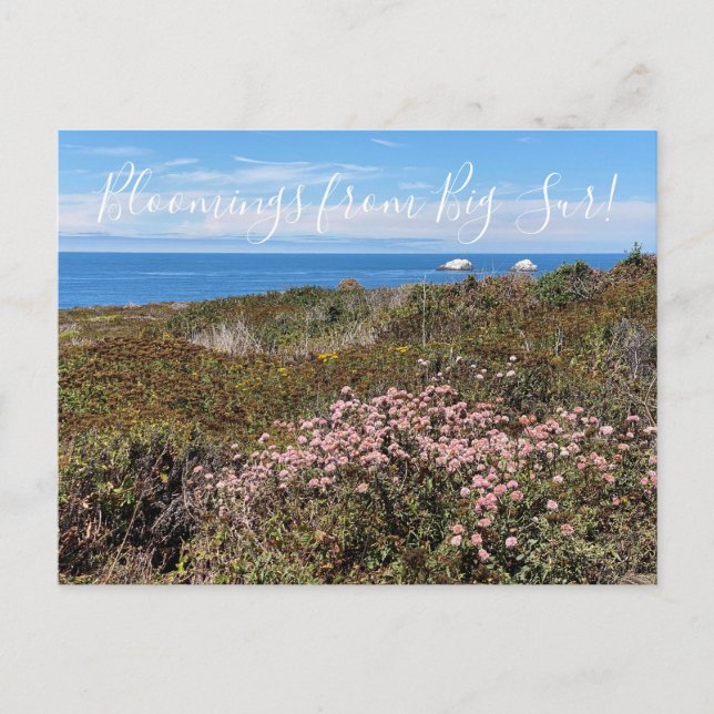 Bloomings from California: Sea Cliff Buckwheat Pos Postcard (Front)