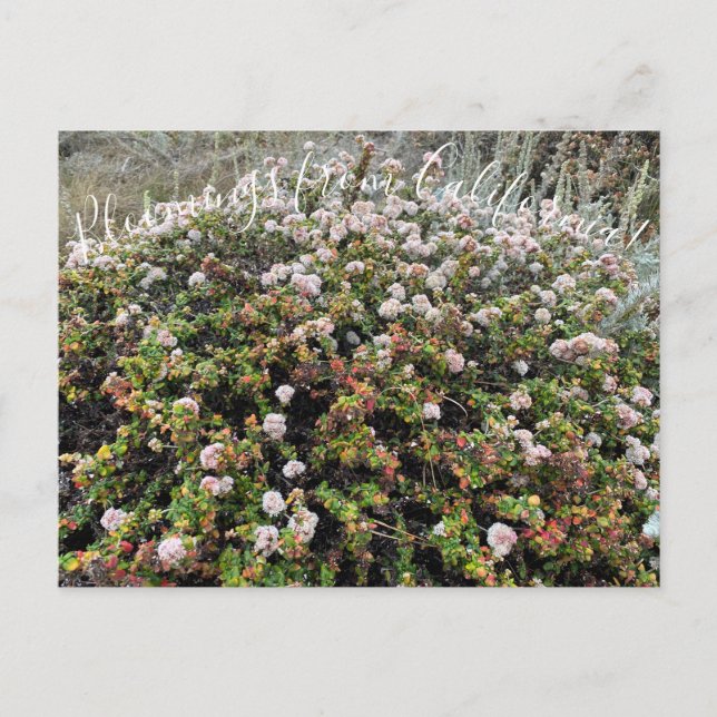 Bloomings from California: Seacliff Buckwheat Postcard (Front)