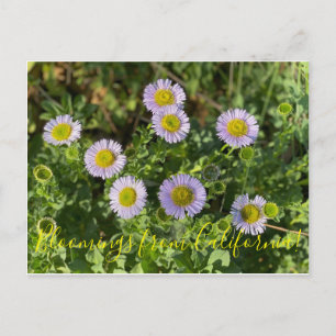 Bloomings from California: Seaside Daisies Postcard