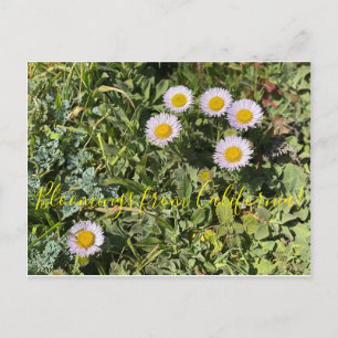 Bloomings from California: Seaside Daisy Postcard