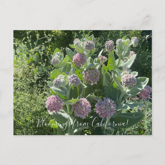 Bloomings from California: Showy Milkweed Postcard (Front)