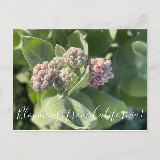 Bloomings from California: Showy Milkweed Postcard (Front)