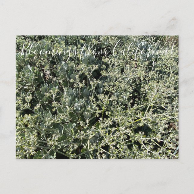 Bloomings from California: St. Catherine’s Lace Postcard (Front)