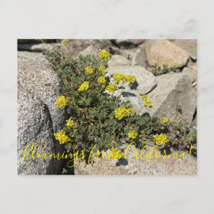 Bloomings from California: Sulphur Buckwheat  Post Postcard