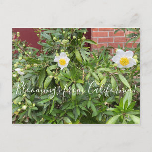 Bloomings from California: Tree Anemone Postcard