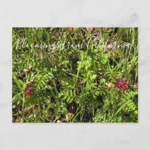 Bloomings from California: Warrior's Plume Postcar Postcard