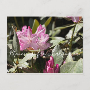 Bloomings from California: Western Azalea Postcard