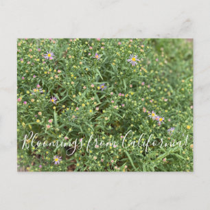 Bloomings from California: Western Mountain Aster Postcard