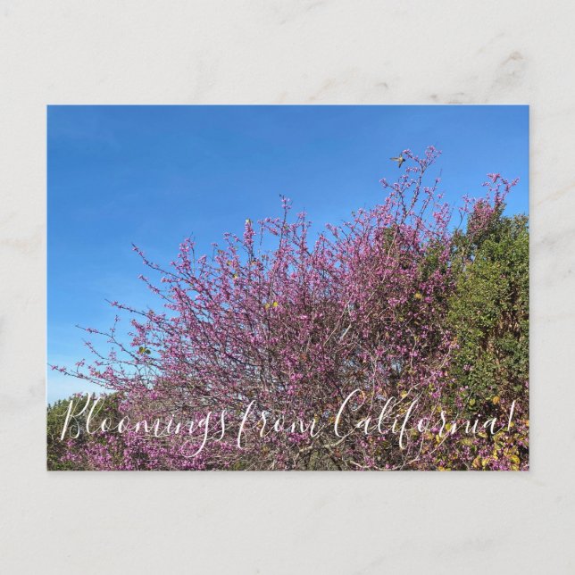 Bloomings from California: Western Redbud Postcard (Front)
