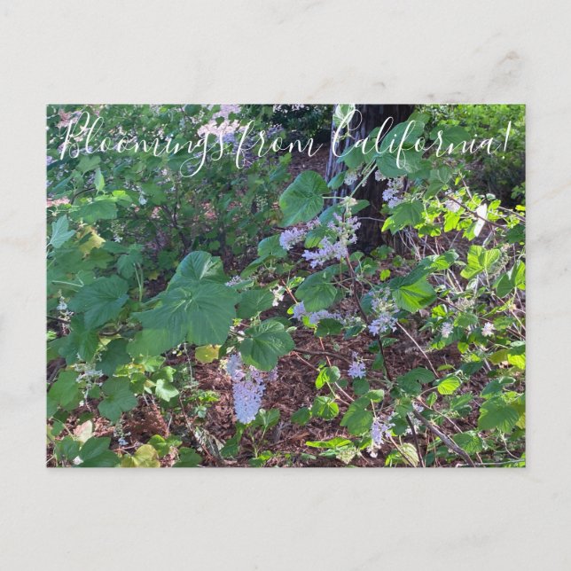 Bloomings from California: White Flowering Currant Postcard (Front)