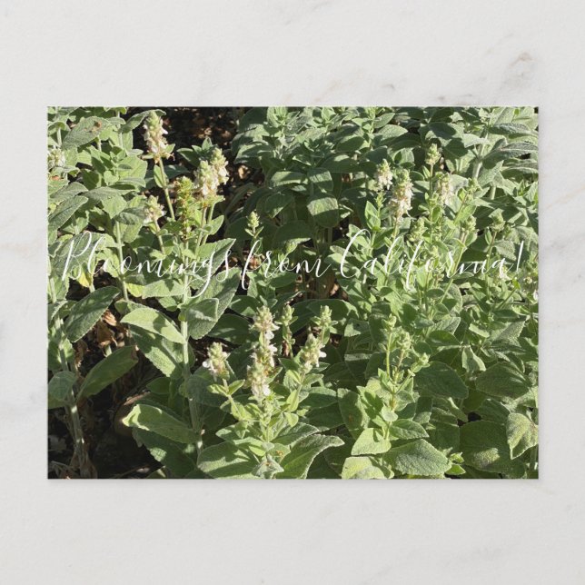 Bloomings from California: White Hedge Nettle Postcard (Front)