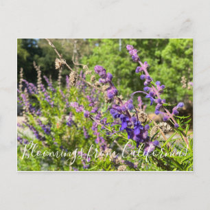 Bloomings from California: Woolly Bluecurls Postcard