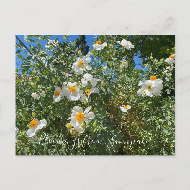 Bloomings from Sunnyvale: Matilija Poppy Postcard (Front)