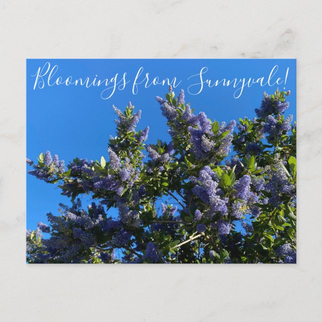 Bloomings from Sunnyvale: Ray Hartman Ceanothus Po Postcard (Front)