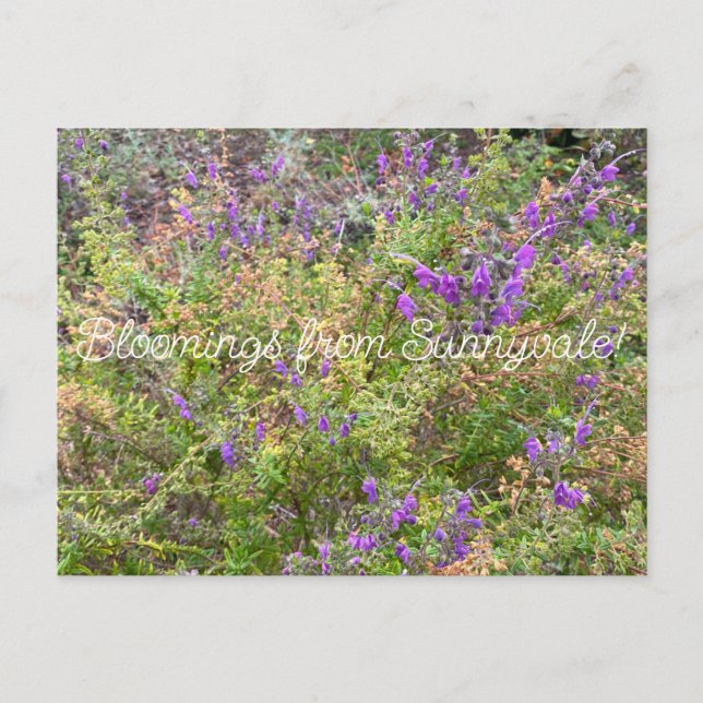 Bloomings from Sunnyvale: Woolly Bluecurls Postcard (Front)