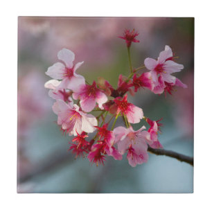 Blooms of cherry blossoms  tile