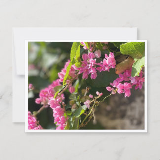 Blooms & Stings Postcard