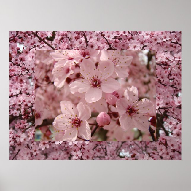 Blossom Art Pink Spring Tree Blossoms Prints (Front)