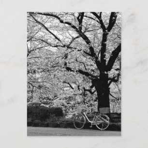 Blossom & Bicycle: Japan Postcard