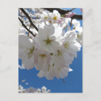 Blossom Bundle