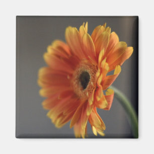 Blossom Magnet