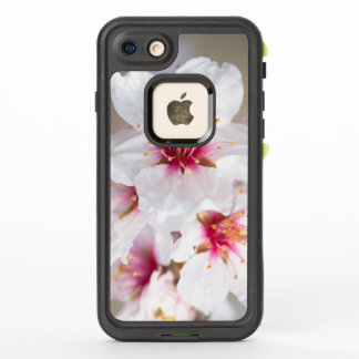 Blossom of the almond tree