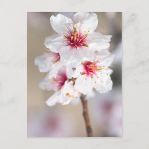 Blossom of the almond tree postcard