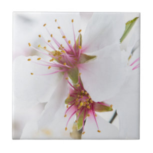 Blossom of the almond tree tile