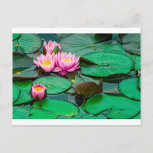 Blossom pink lotus on the lake Postcard